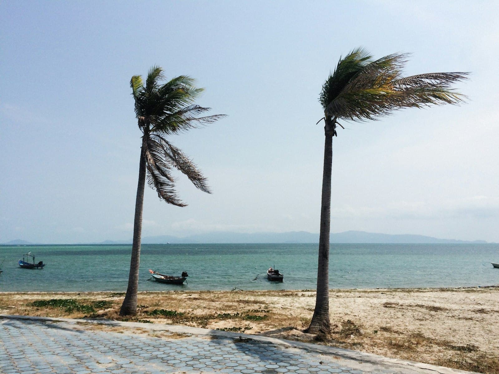 Palm trees bending in strong coastal wind ahead of a tropical storm