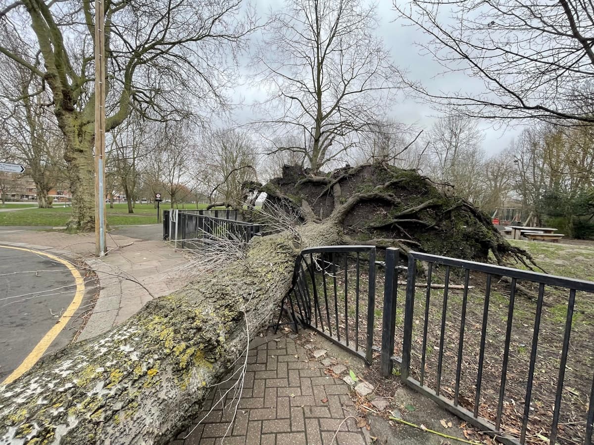 Large fallen tree across a fence after a severe storm